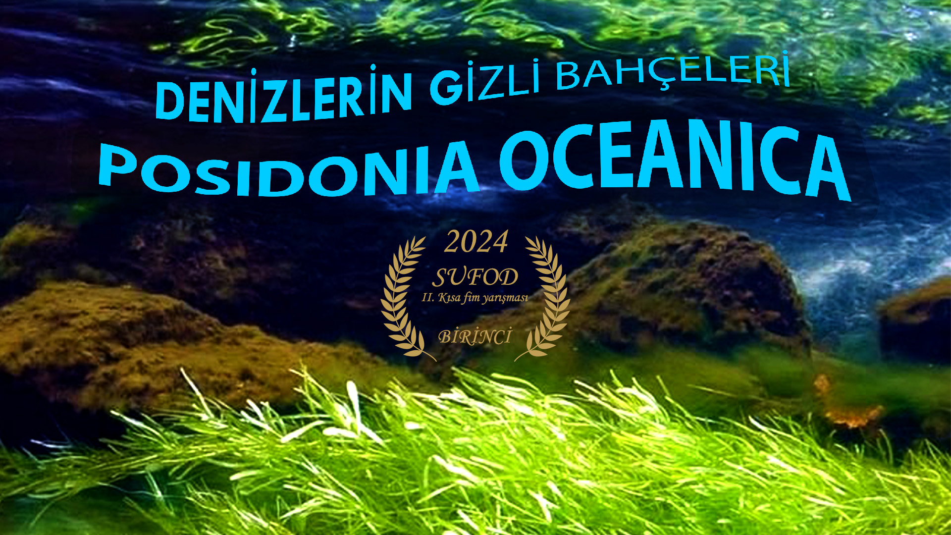 Posidonia oceanica çayırları